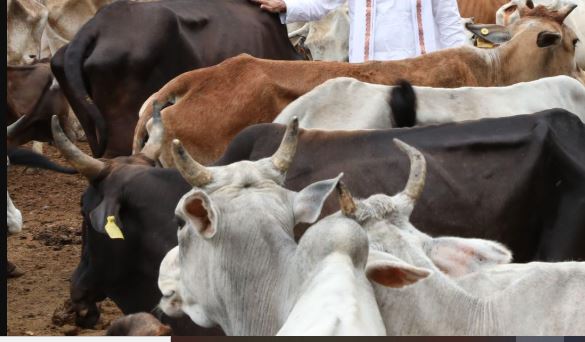 स्वदेशी उन्नत गोवंश से समृद्ध उत्तर प्रदेश बना रही योगी सरकार