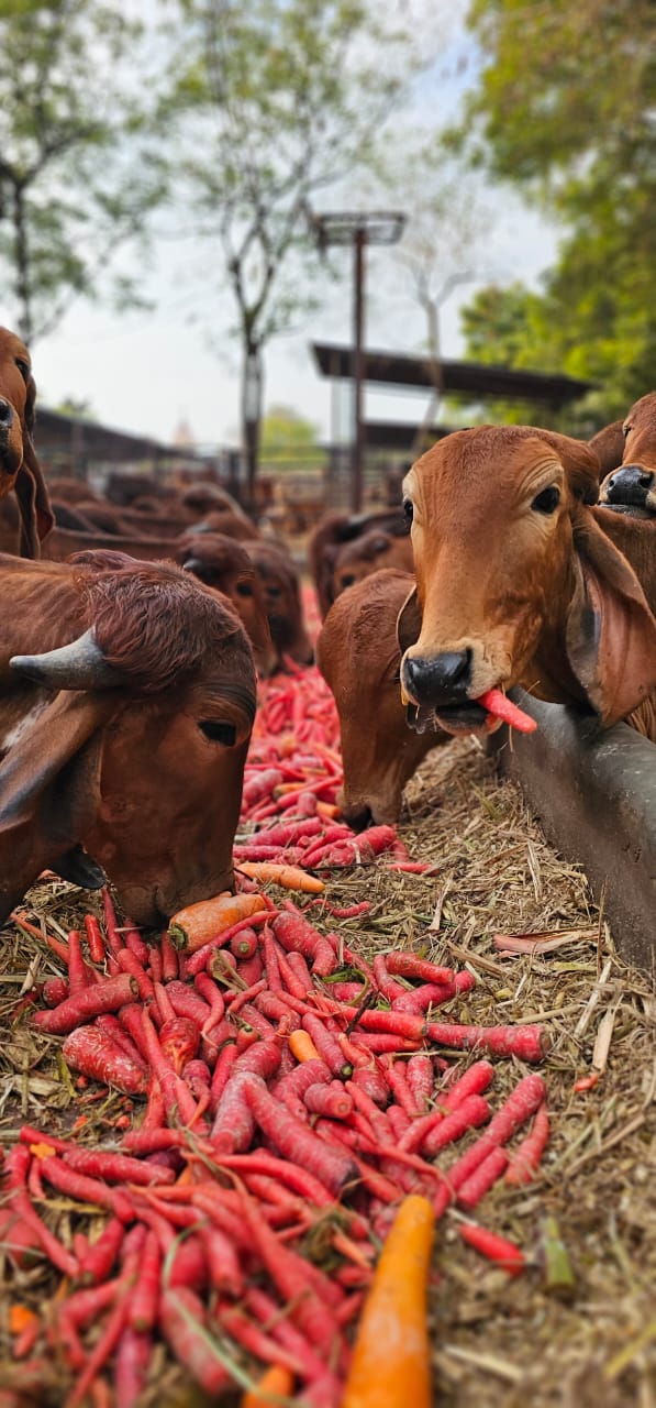 गो सेवा में देश-दुनिया के लिए रोल मॉडल बना यूपी